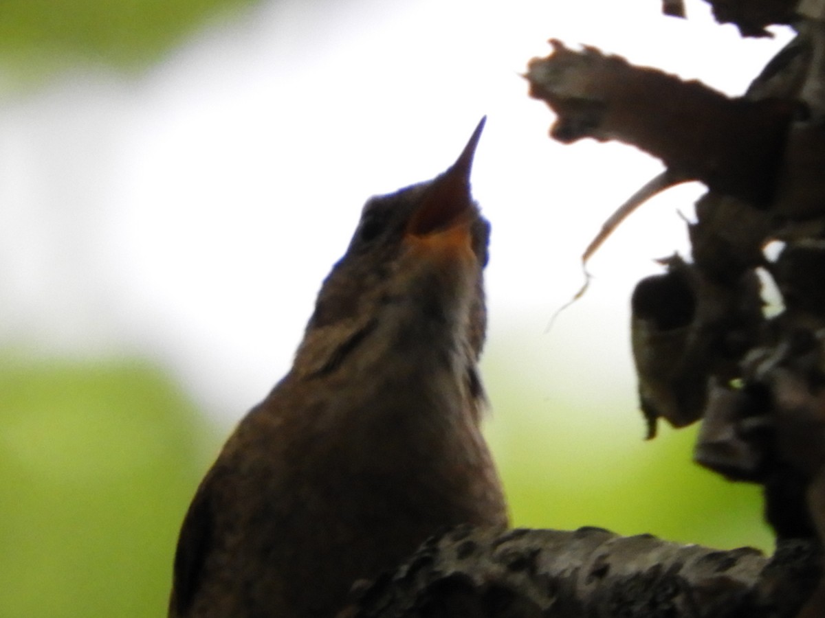 Winter Wren - ML163159911