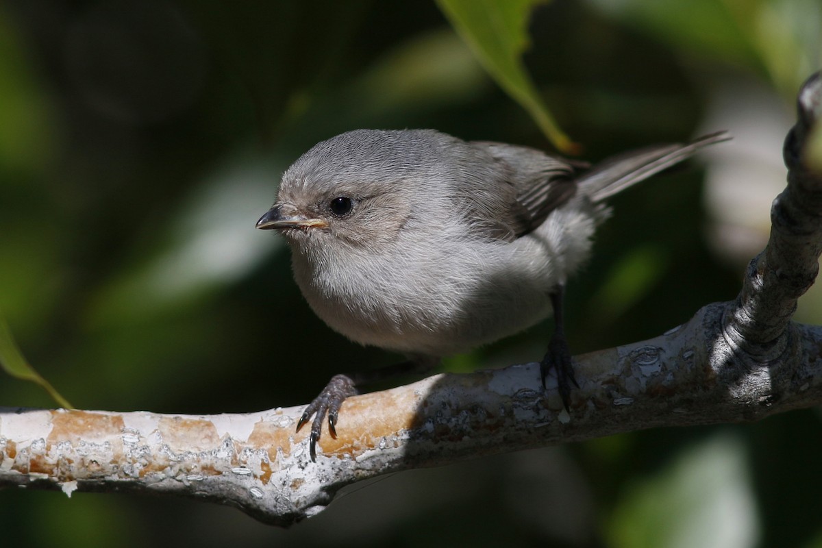 Bushtit - John C Sullivan