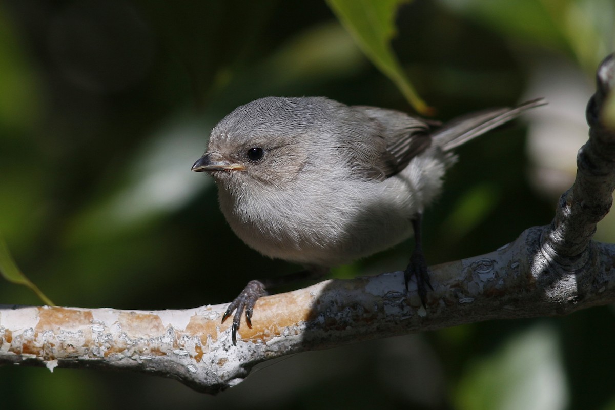 Bushtit - ML163160691