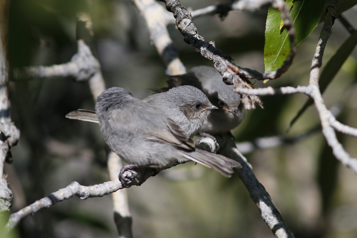 Bushtit - ML163160781