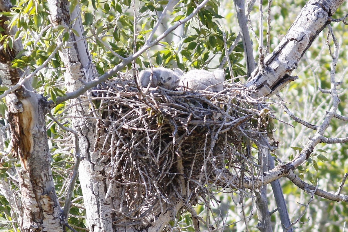 Red-tailed Hawk - ML163160851