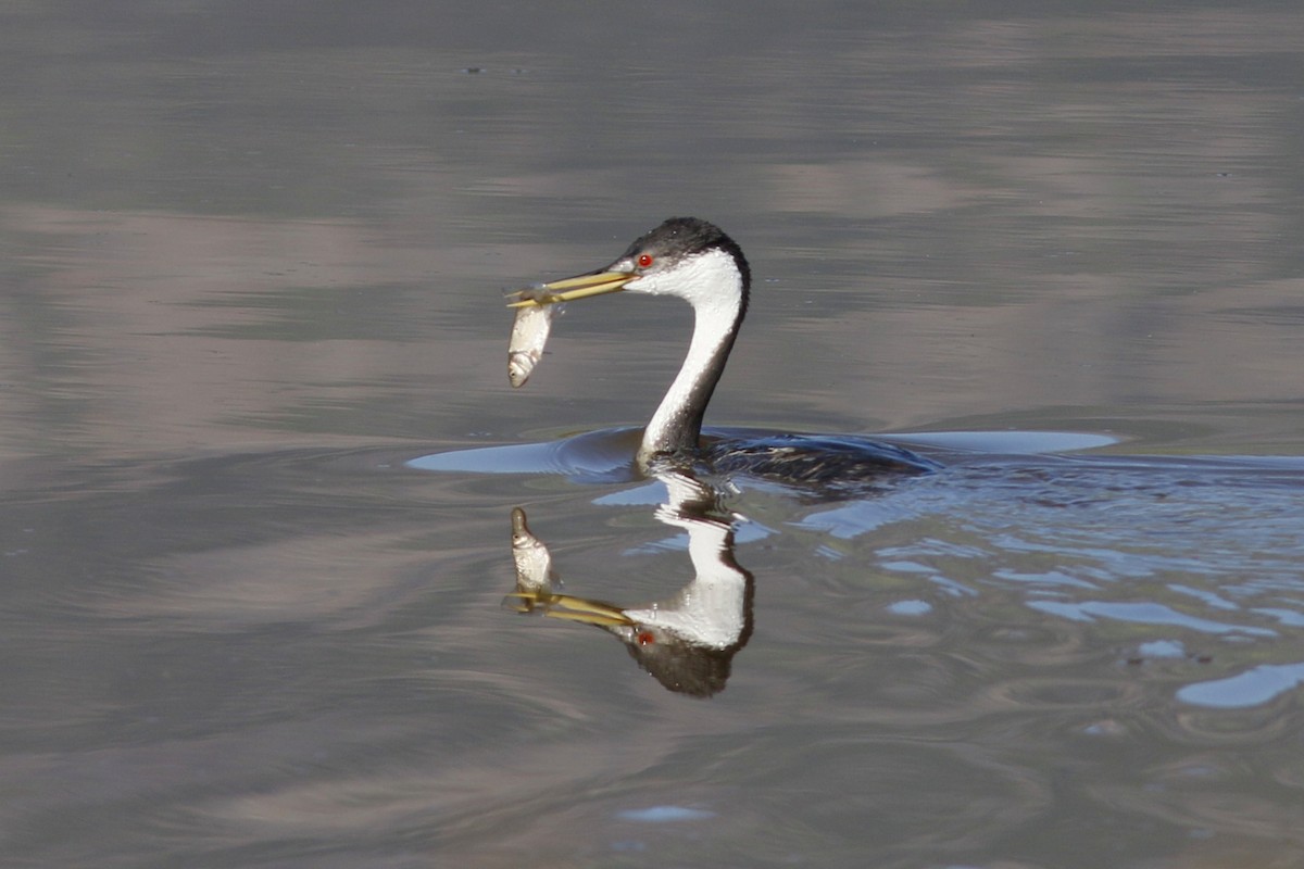 Western Grebe - ML163160981