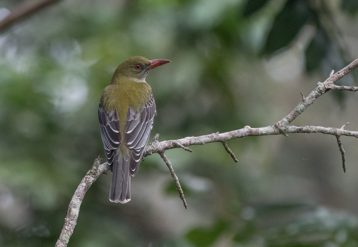 Olive-backed Oriole - ML163161081