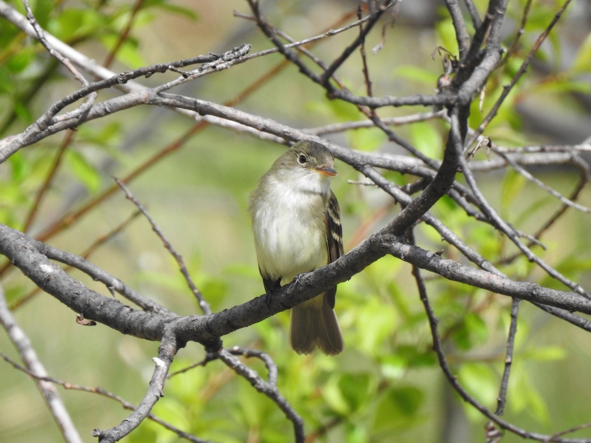 Least Flycatcher - Jacques Normand