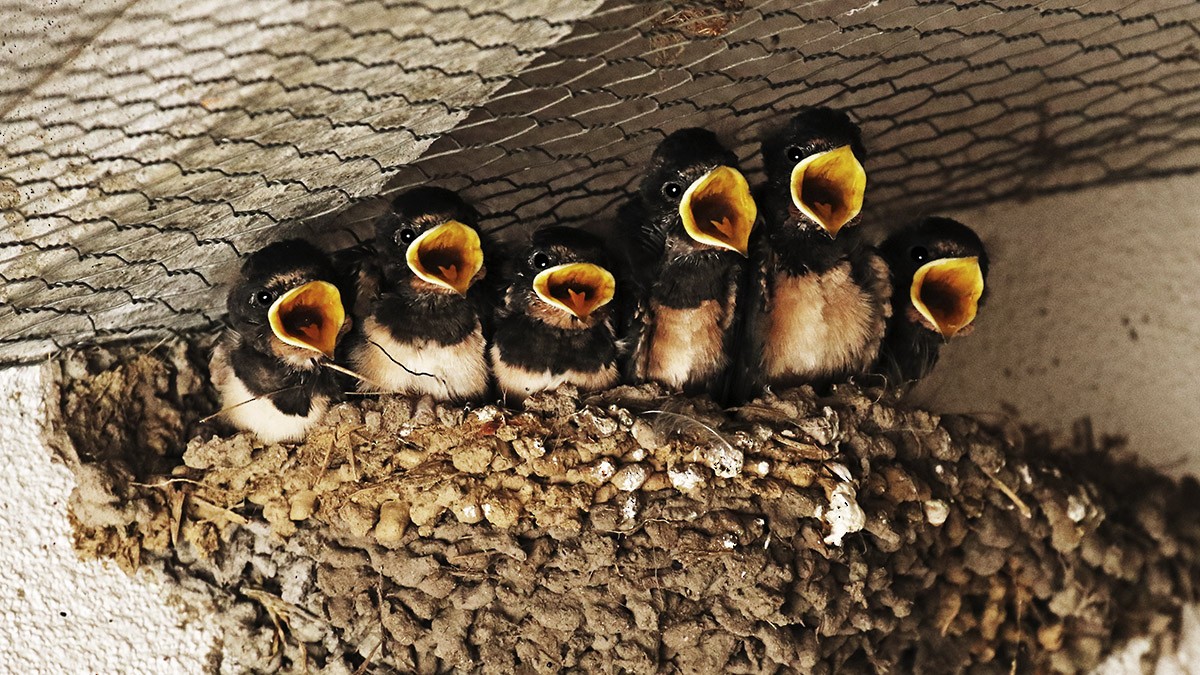 Barn Swallow - Francisco Barroqueiro