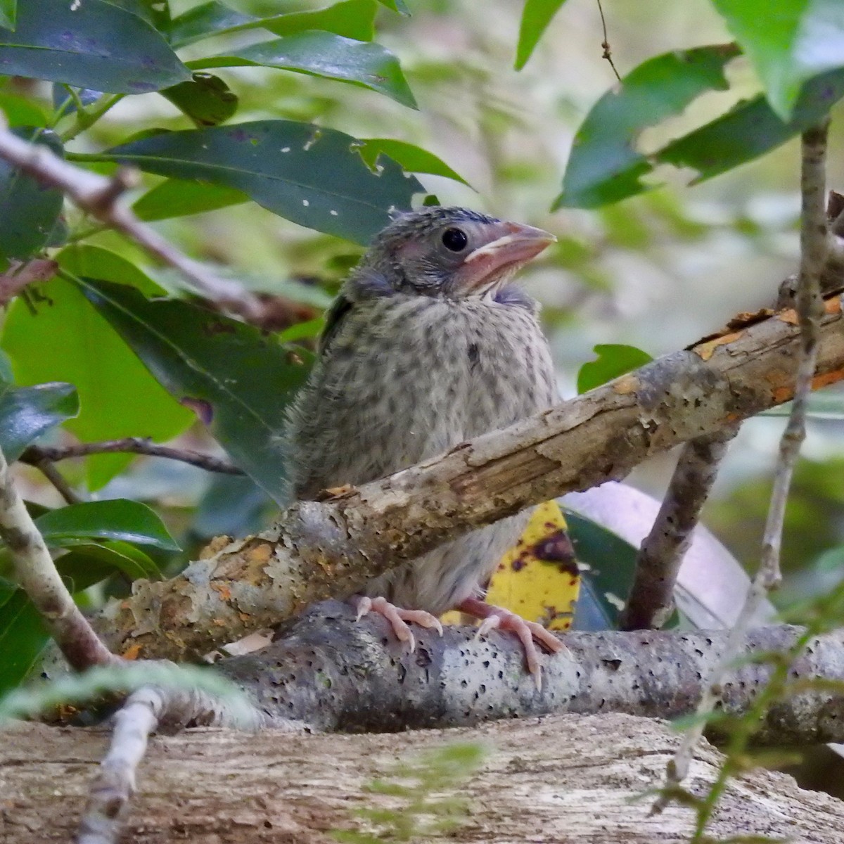 Brown-headed Cowbird - ML163163091