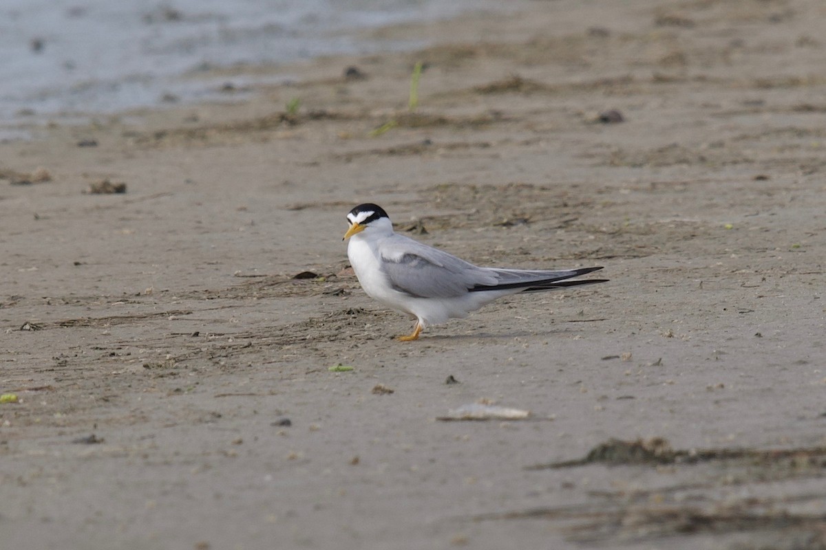 Least Tern - Yvette Stewart