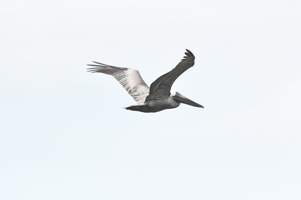 Brown Pelican - ML163165871