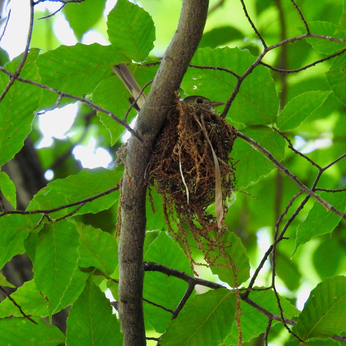 Acadian Flycatcher - ML163166741