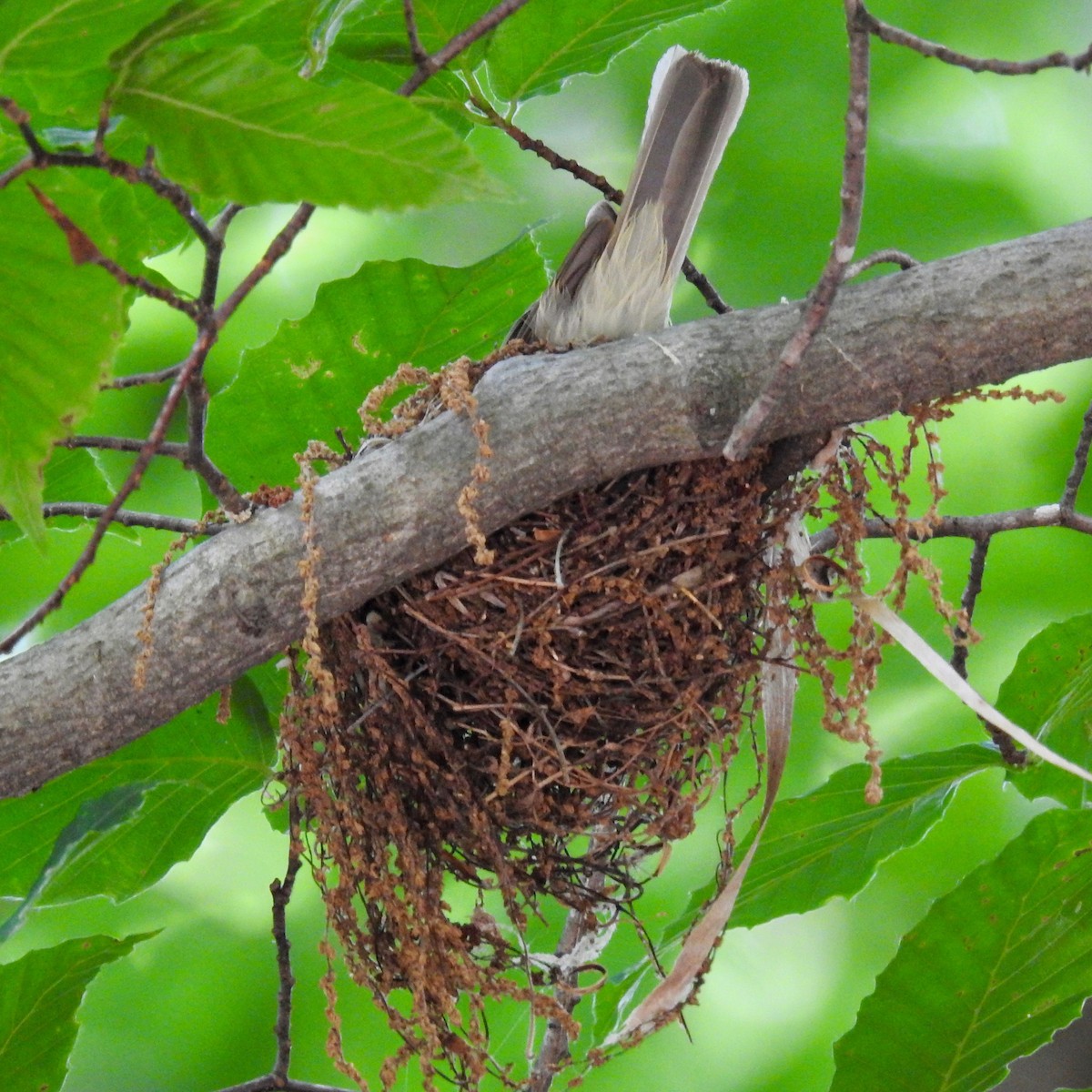 Acadian Flycatcher - ML163166751