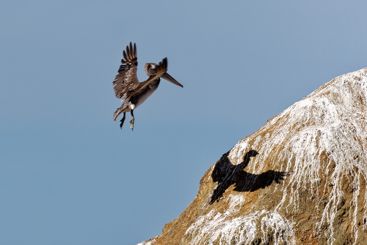 Brown Pelican - ML163166911