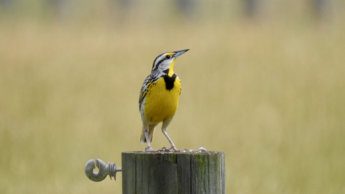 Eastern Meadowlark - Keith Eric Costley