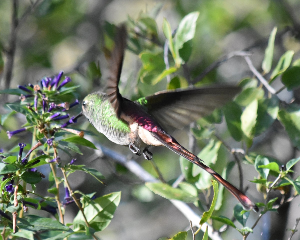 Red-tailed Comet - ML163168151