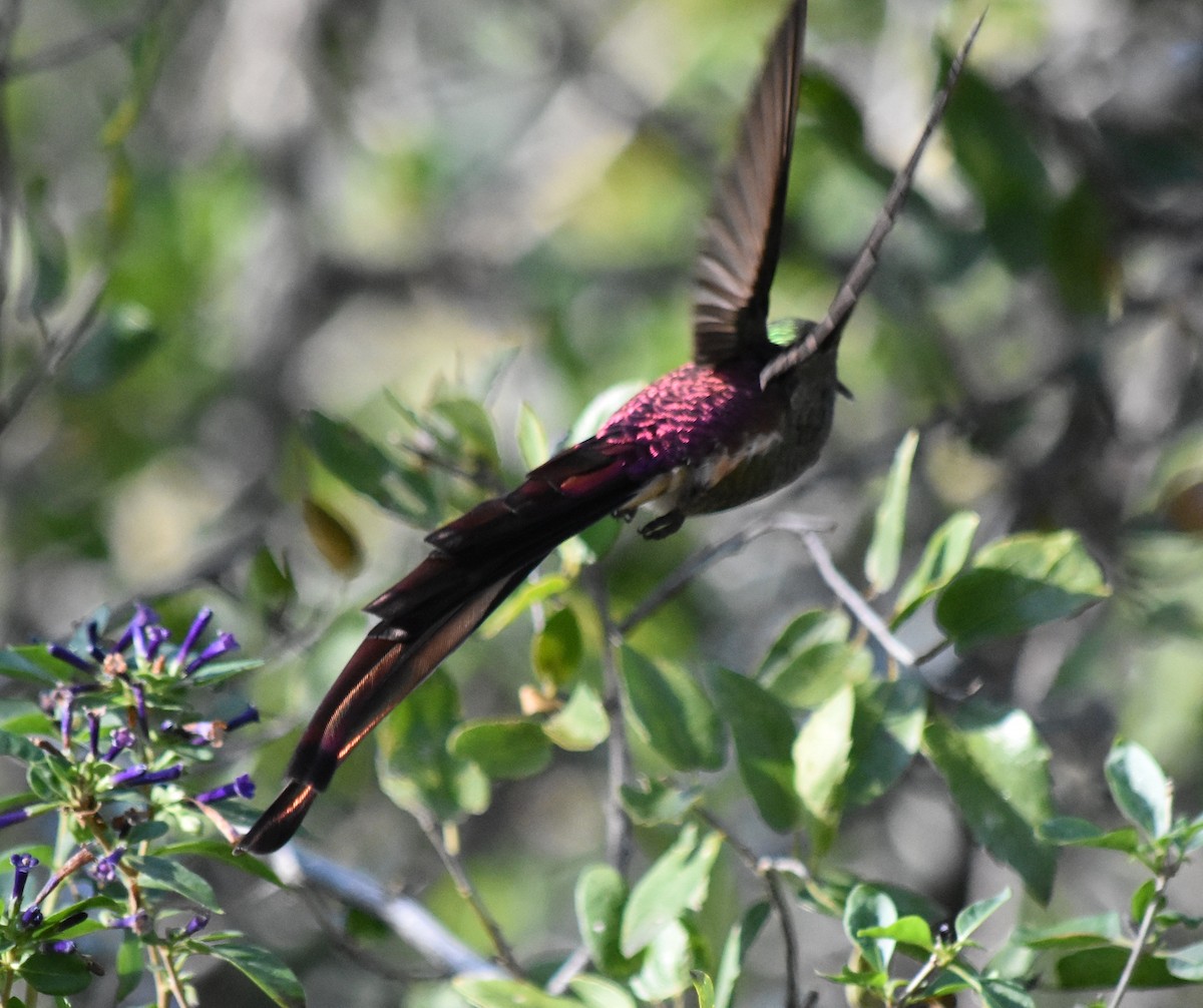 Red-tailed Comet - ML163168171