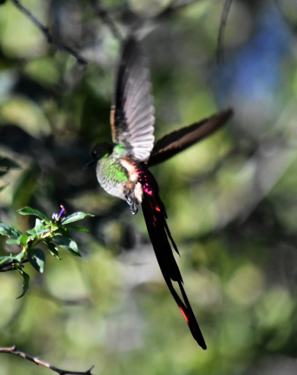 Red-tailed Comet - ML163168181