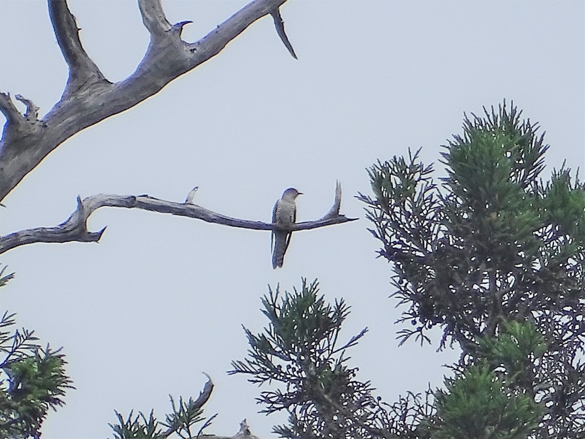 Lesser Cuckoo - ML163168931