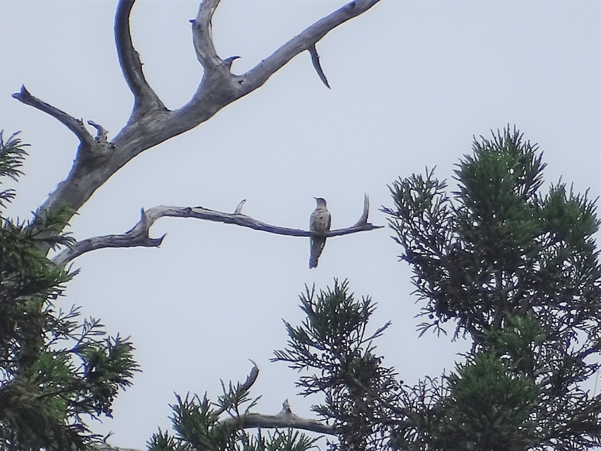 Lesser Cuckoo - ML163168951