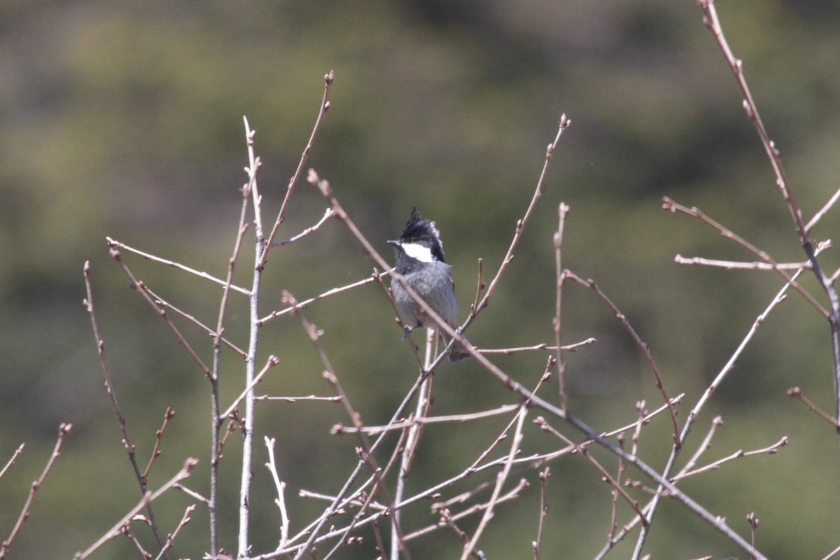 Rufous-vented Tit - ML163170851