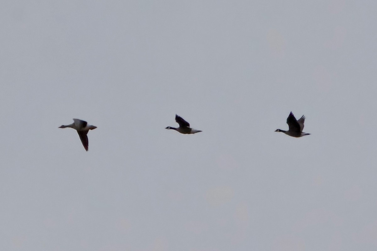 Greater White-fronted Goose (Western) - ML163170921