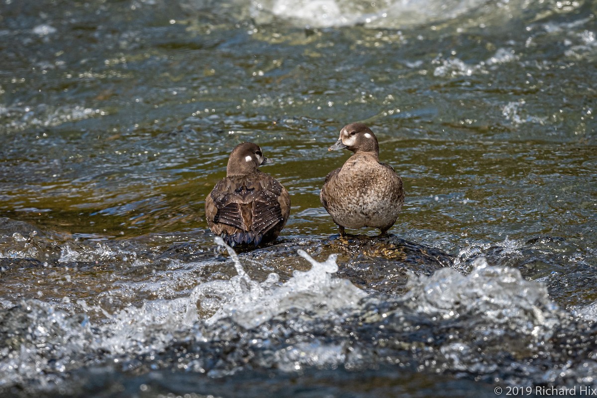 Harlequin Duck - Richard Hix