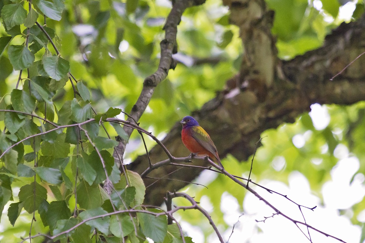 Painted Bunting - ML163171491