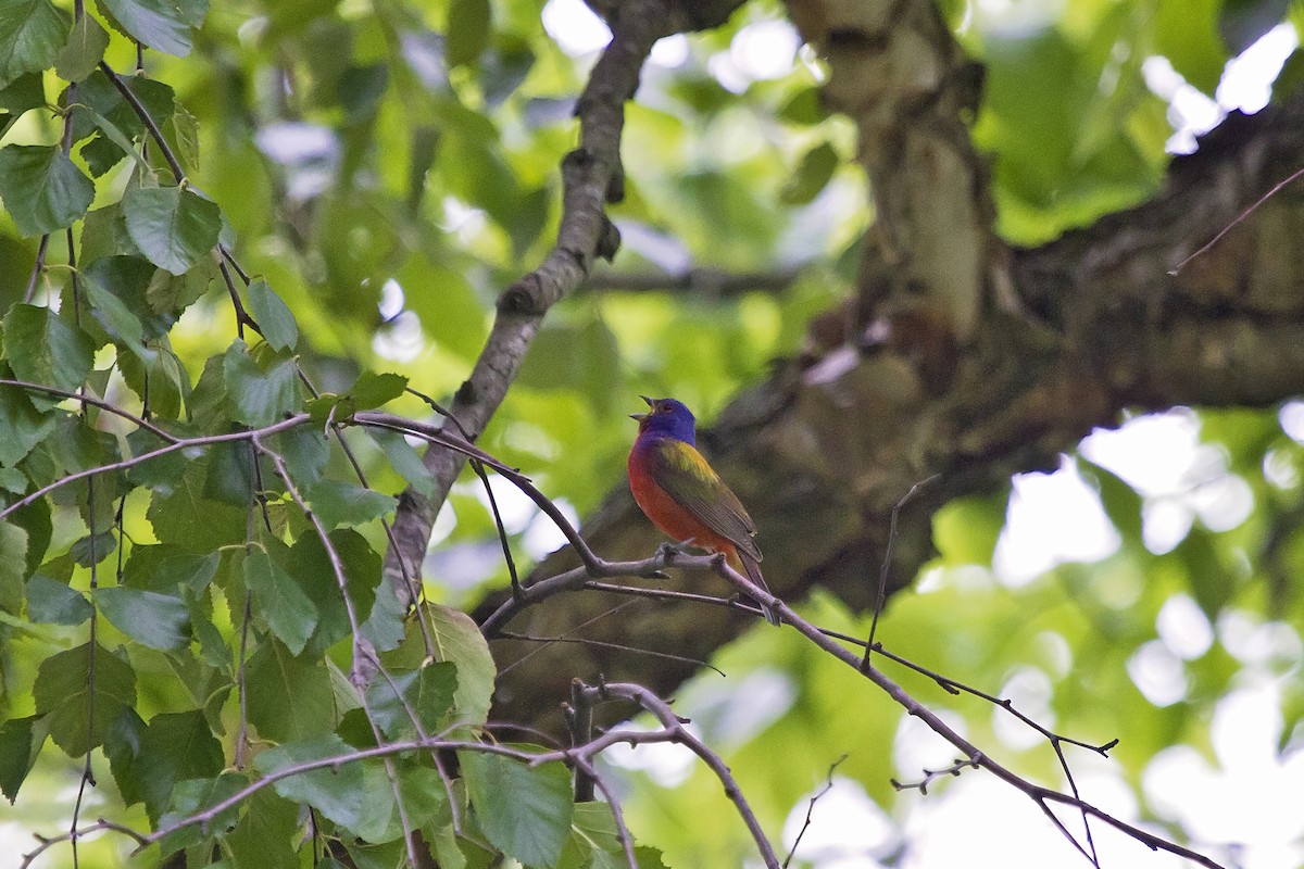 Painted Bunting - ML163171511