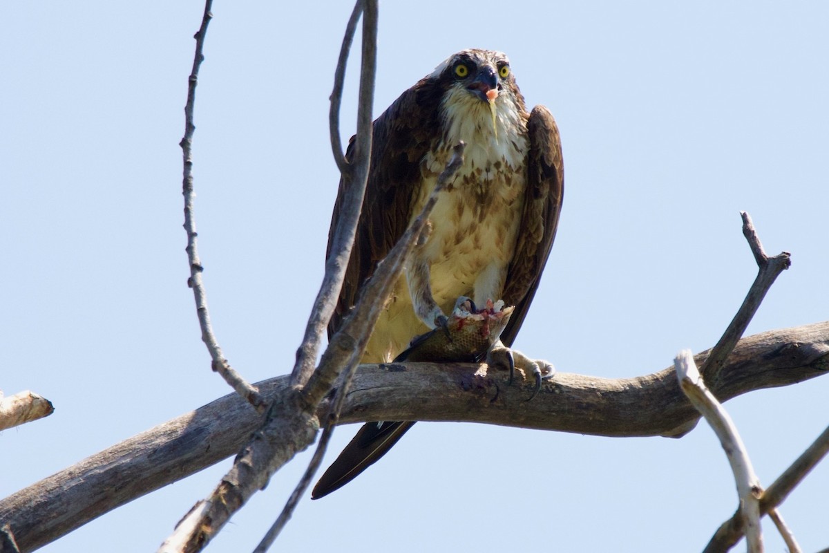 Águila Pescadora - ML163174511