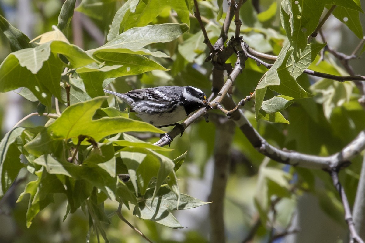 Black-throated Gray Warbler - ML163176741
