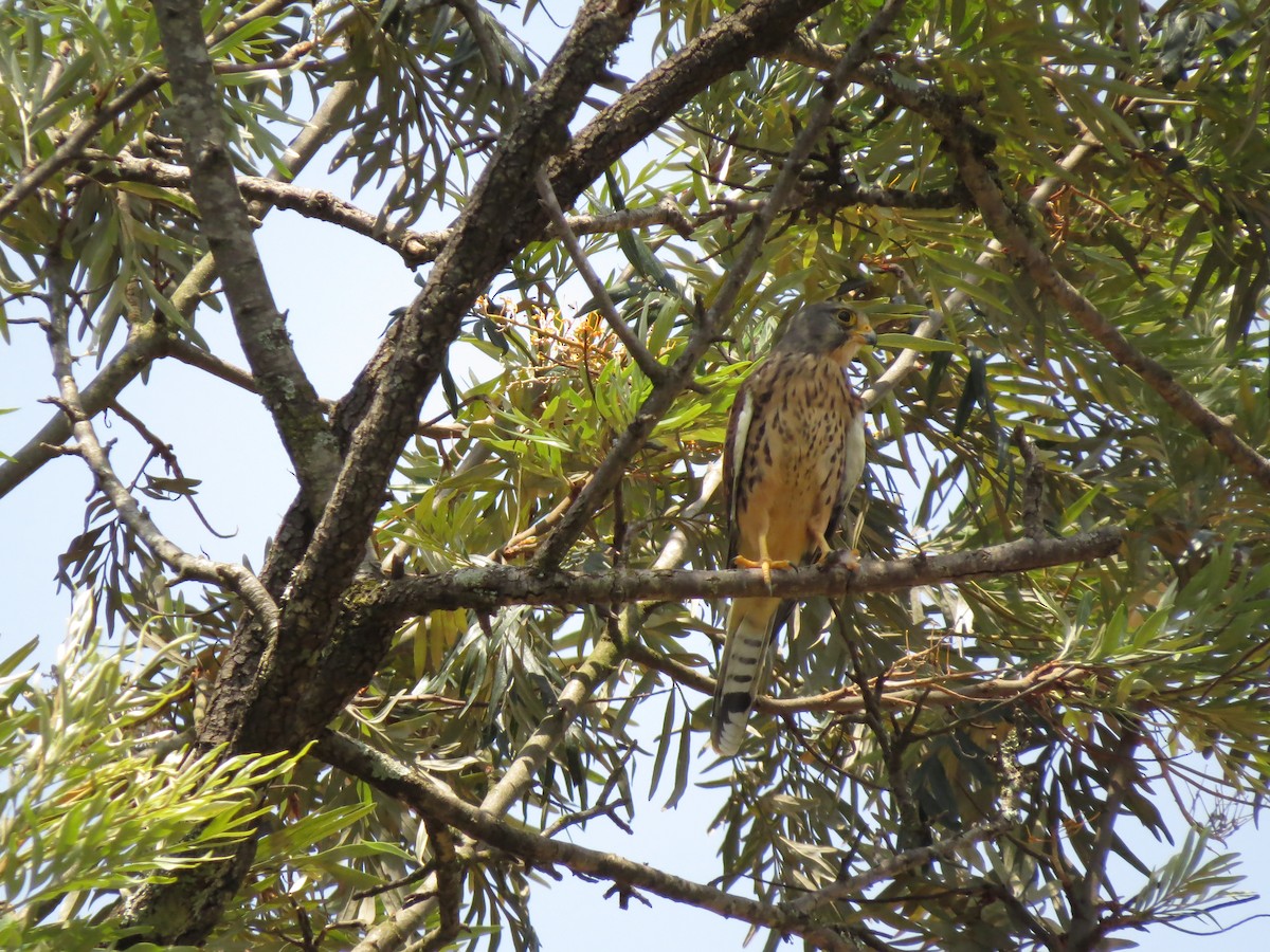 Eurasian Kestrel - Christian Cholette