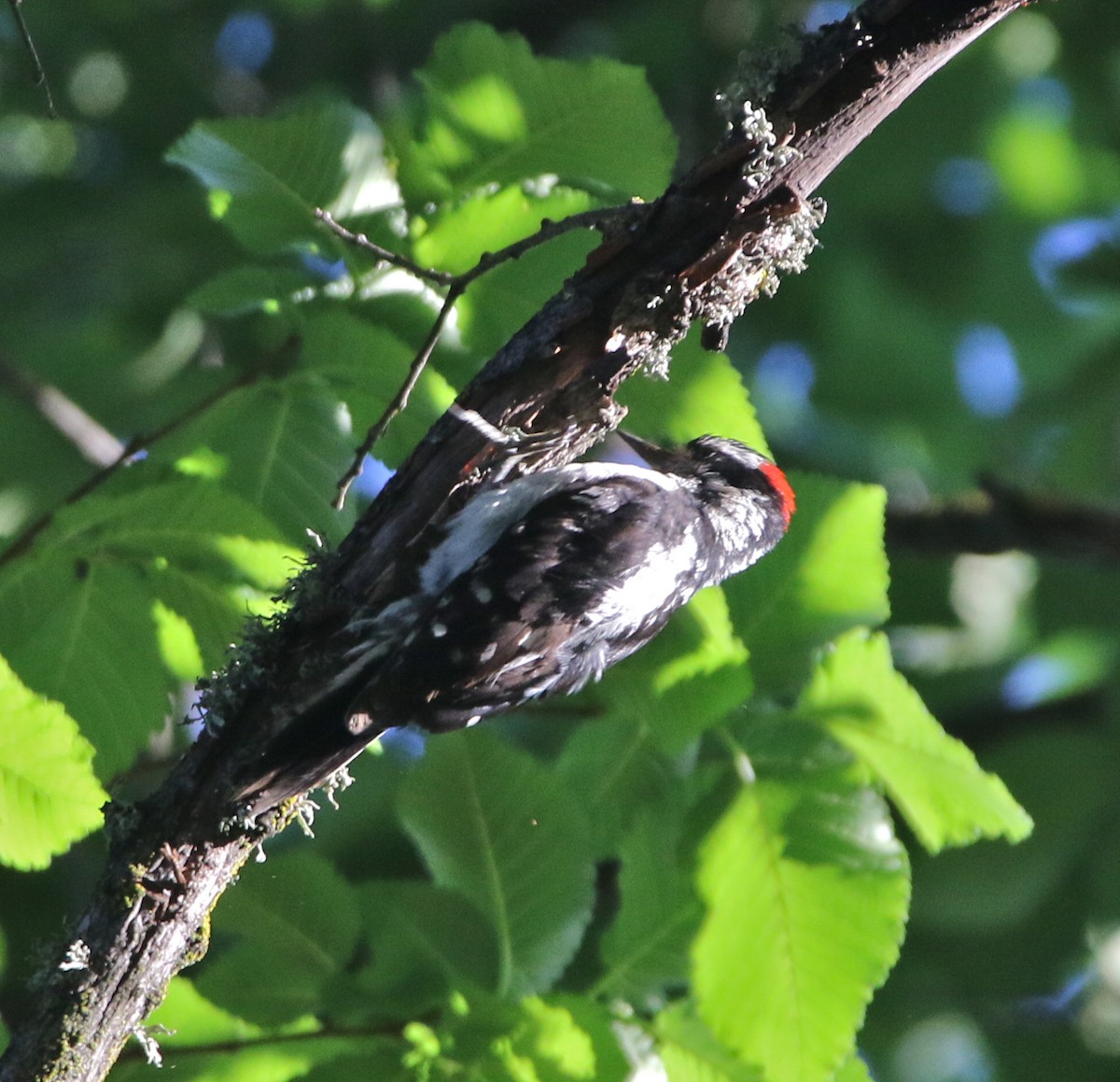 Hairy Woodpecker - Pair of Wing-Nuts