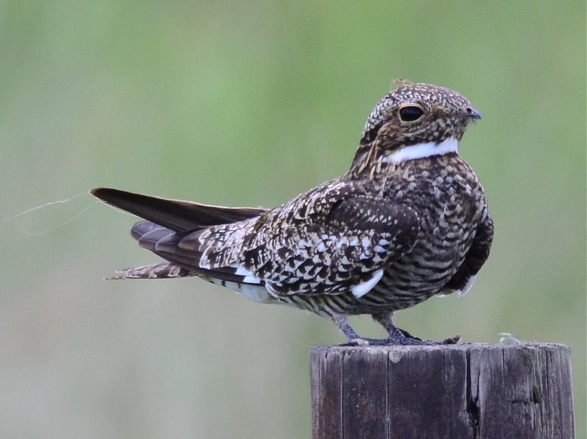 Common Nighthawk - Jerry Chen