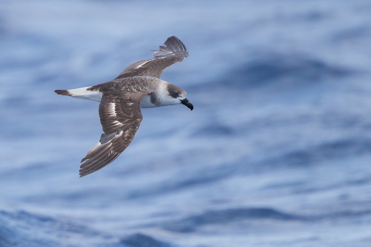 Petrel Antillano - ML163185001