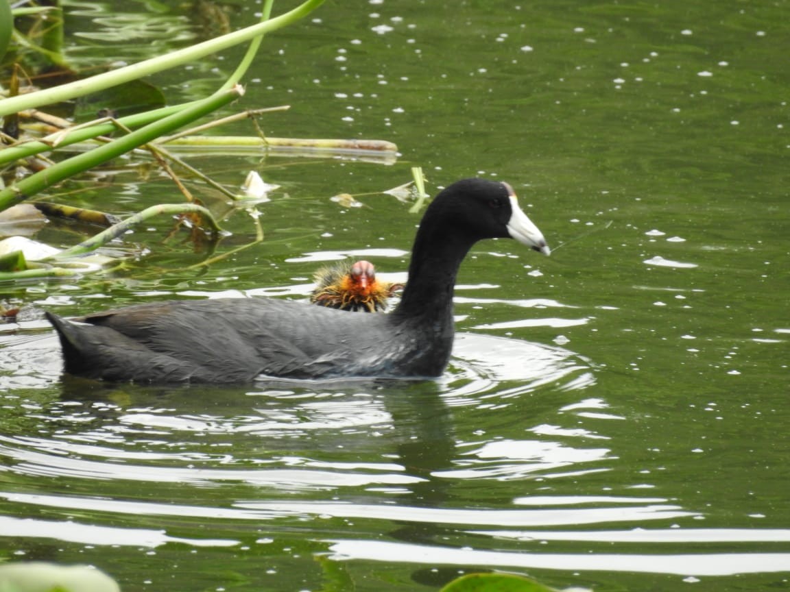 American Coot - ML163186951