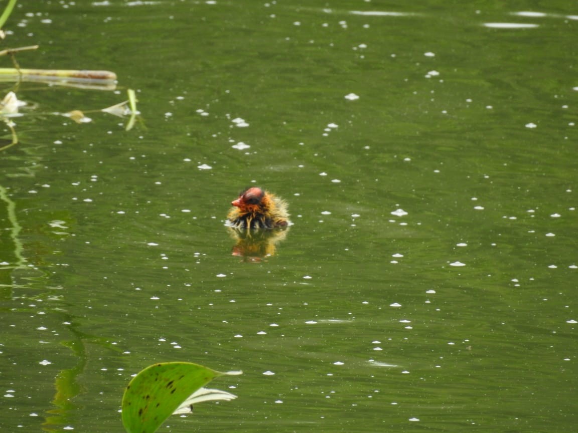 American Coot - ML163186981