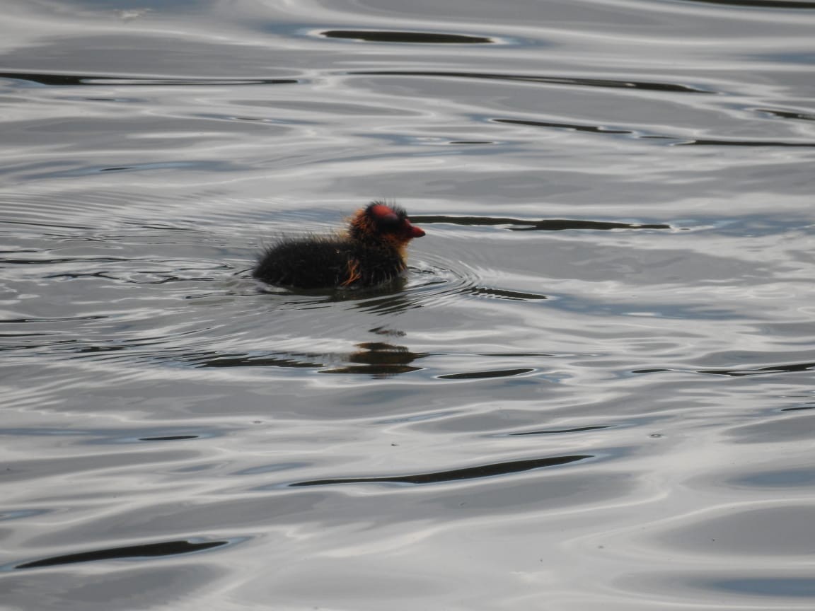 American Coot - ML163187001