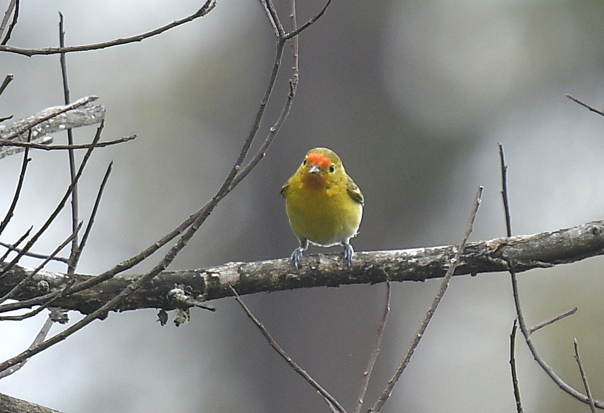 Fire-capped Tit - ML163187601