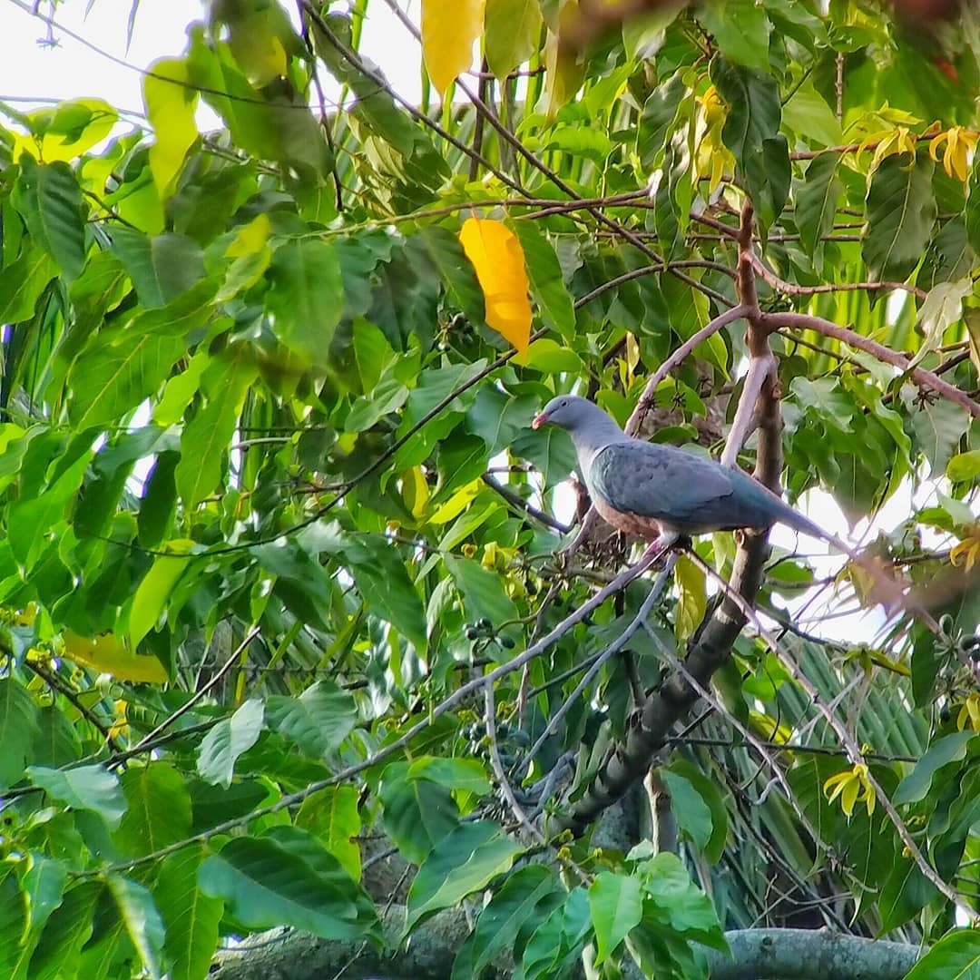 Spotted Imperial-Pigeon - ML163188201