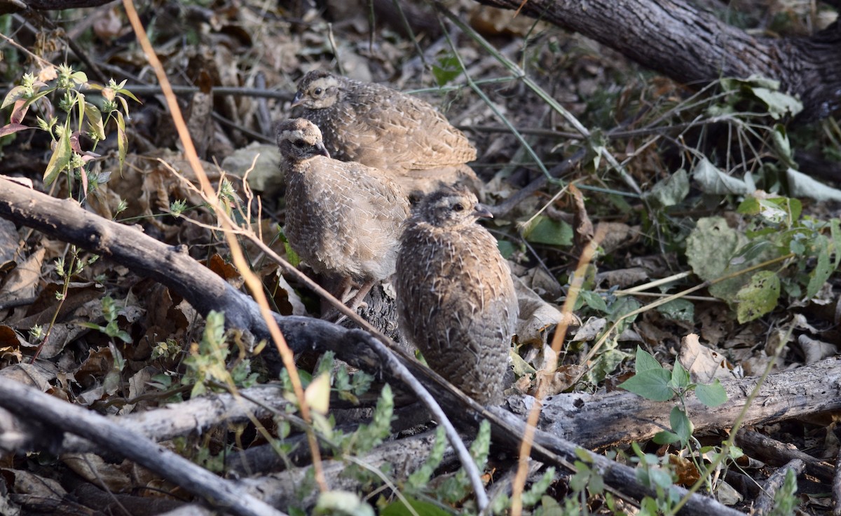 Francolin à bec rouge - ML163188251