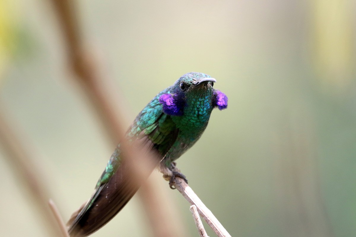 Colibrí Oreja Violeta Menor - ML163192071