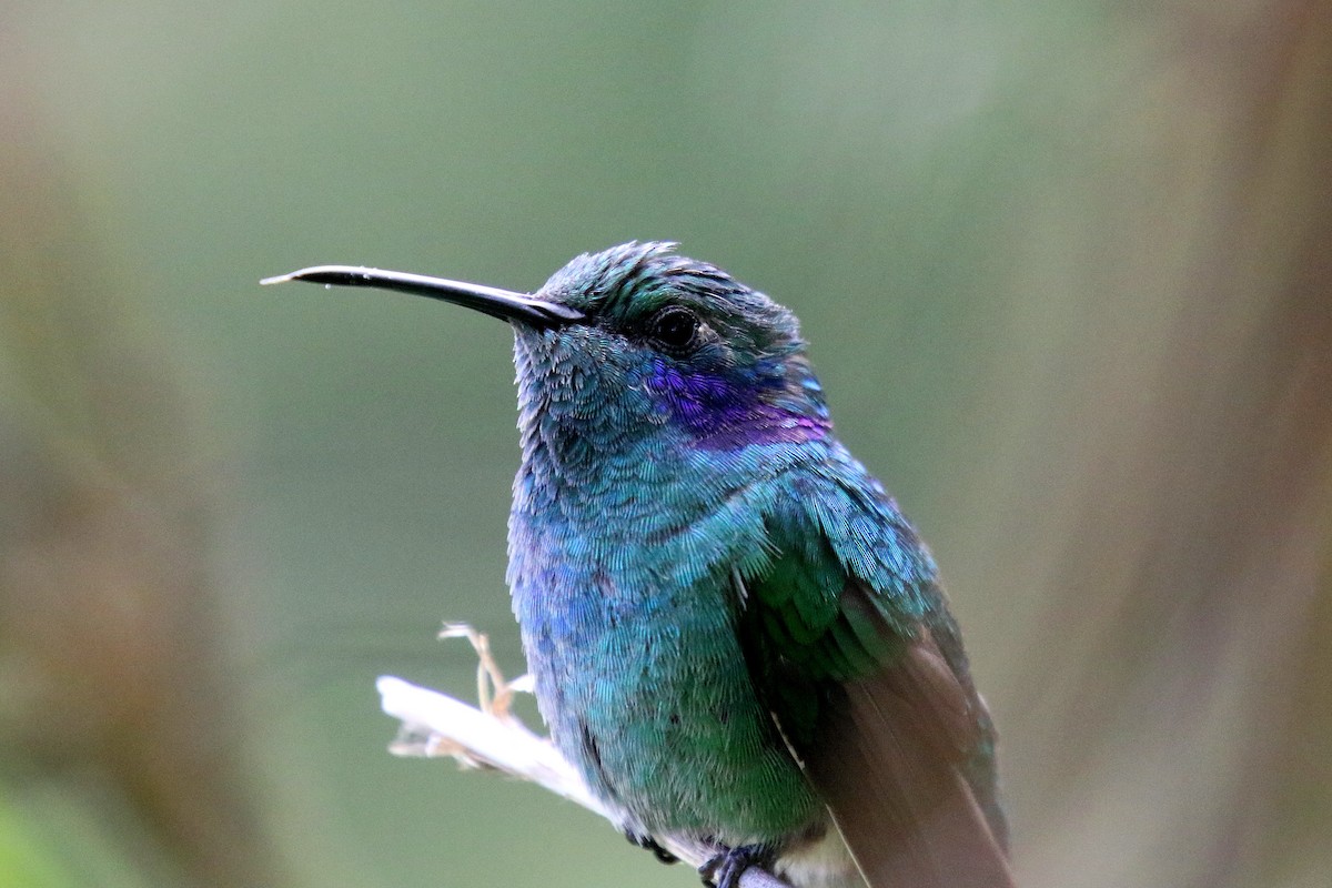 kolibřík modrouchý - ML163192091