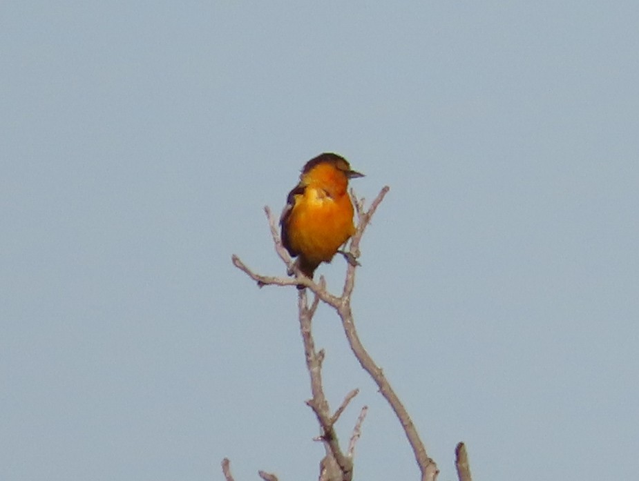 Bullock's Oriole - Barry Langdon-Lassagne