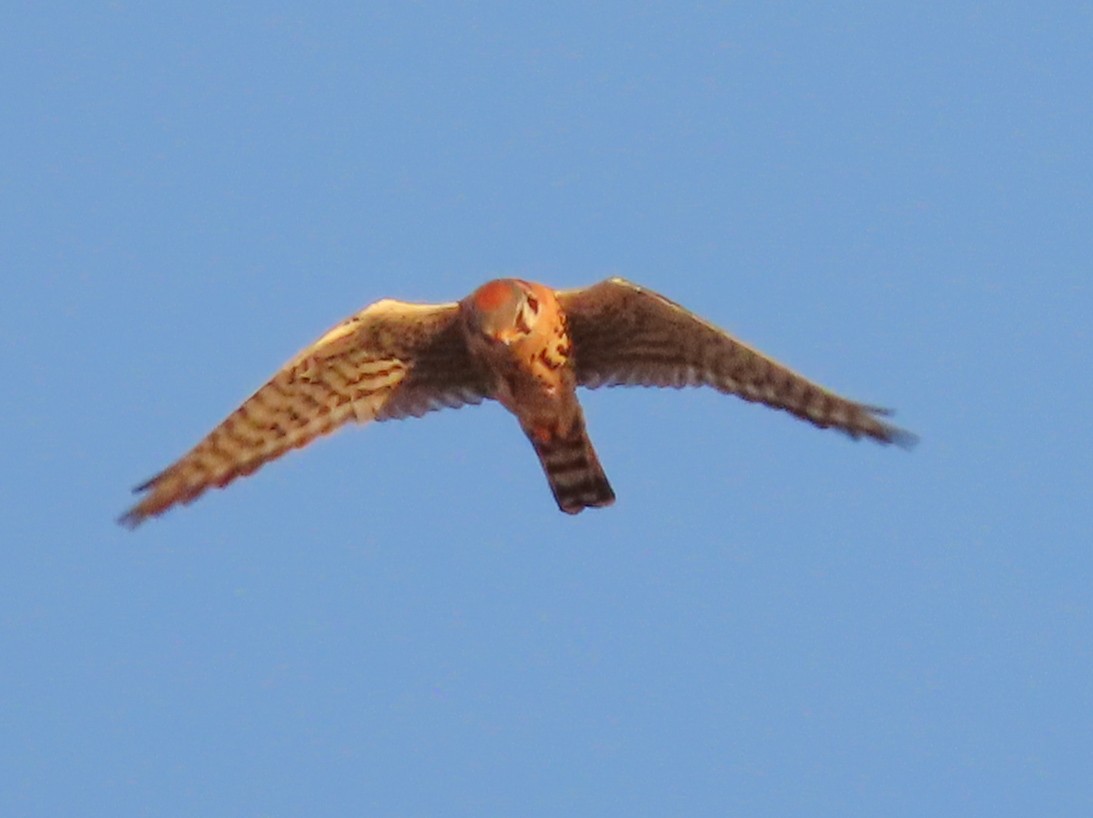 American Kestrel - Barry Langdon-Lassagne