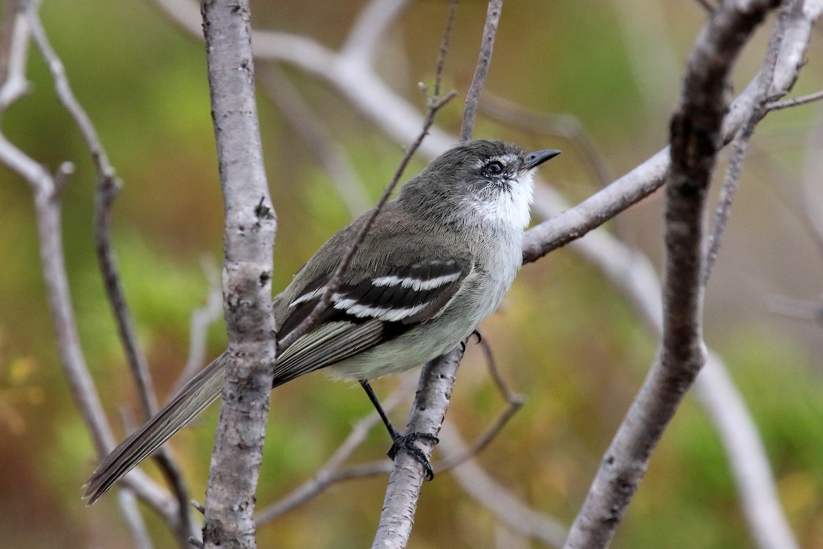 White-throated Tyrannulet - Stephen Gast