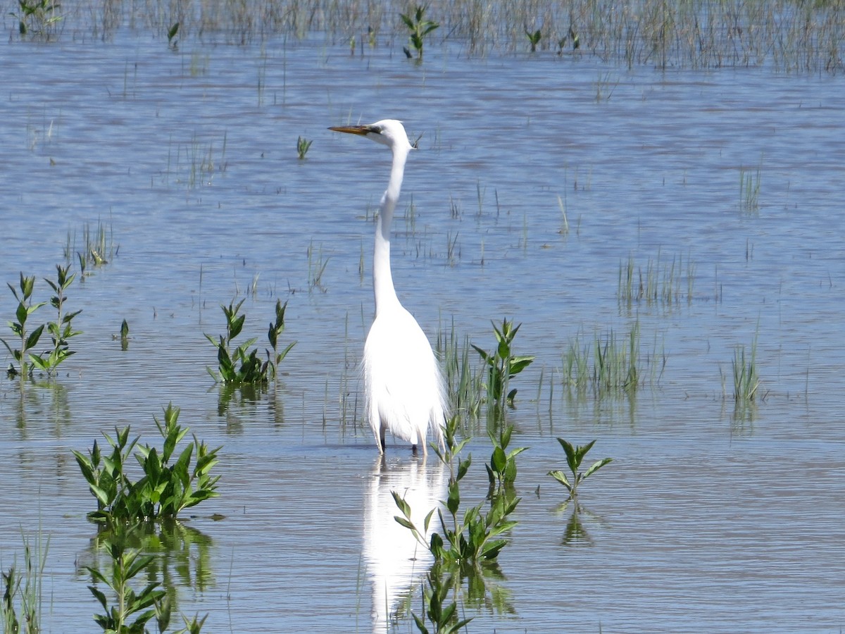 Great Egret - ML163194471