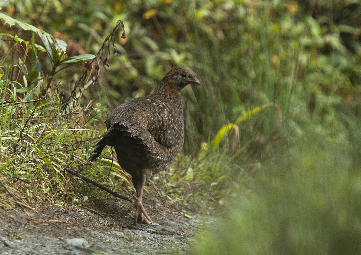 Blyth's Tragopan - ML163195851