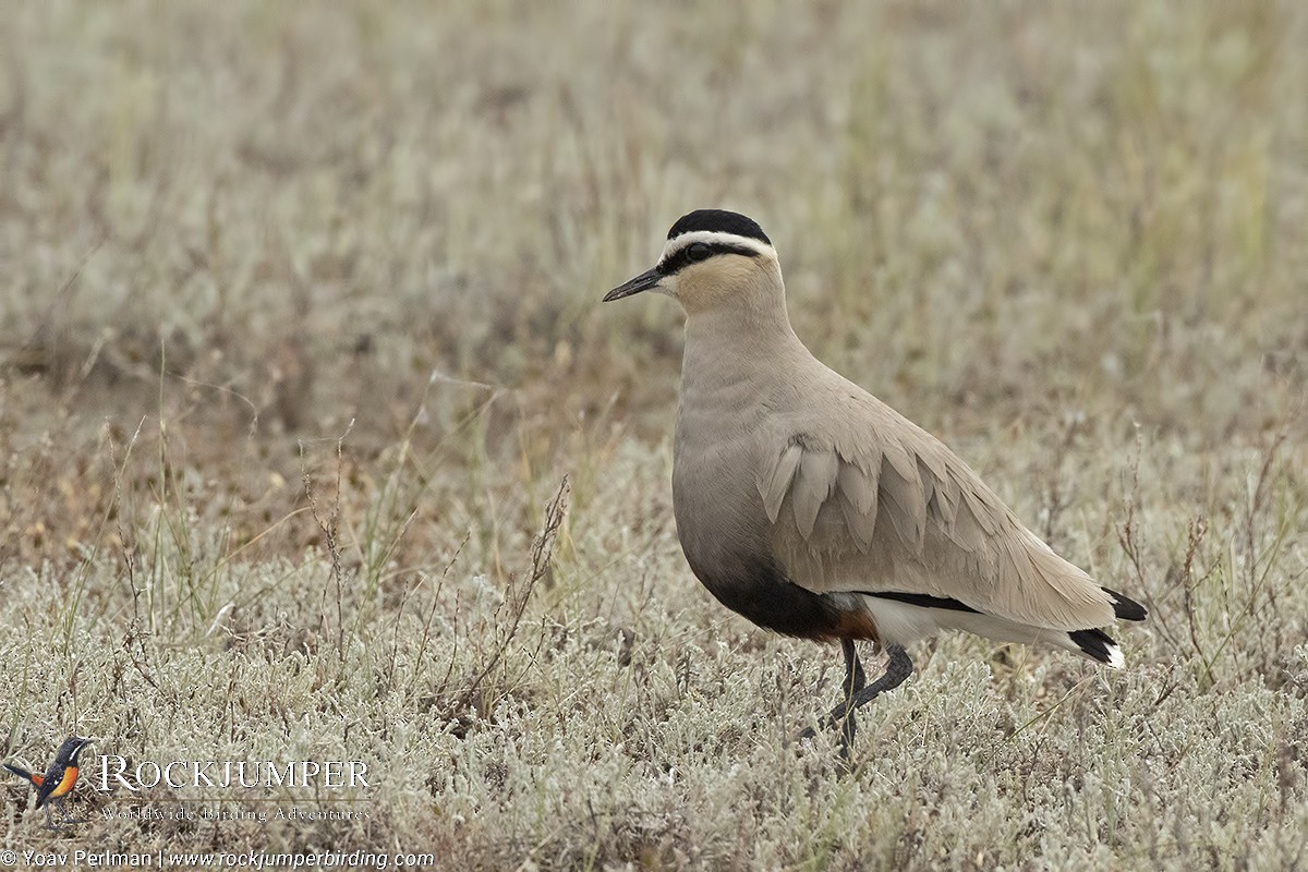 Sociable Lapwing - ML163196271