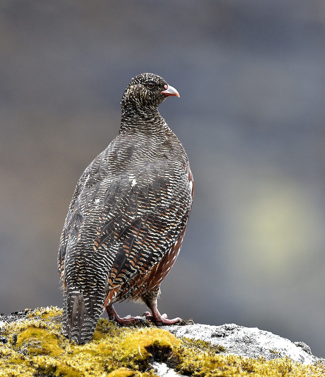 Snow Partridge - ML163196981