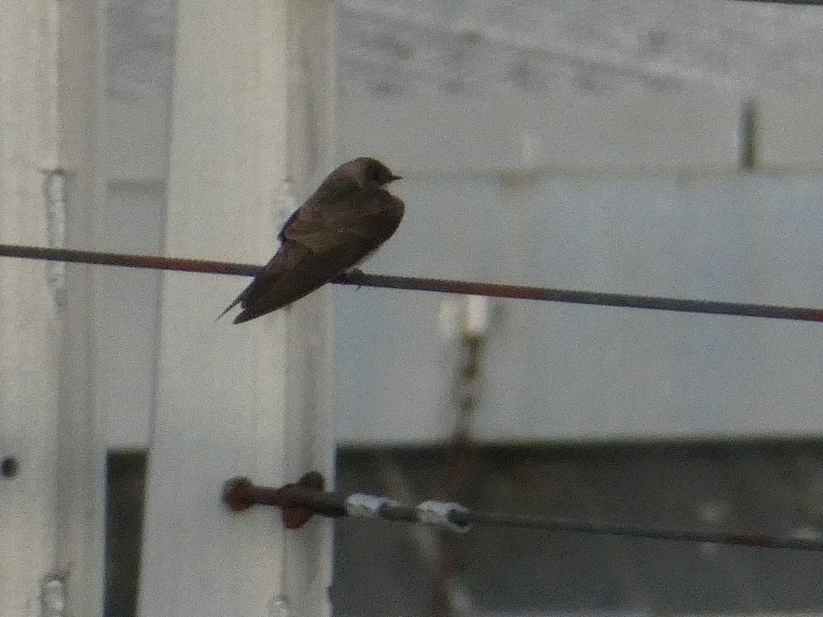 Northern Rough-winged Swallow - ML163198551