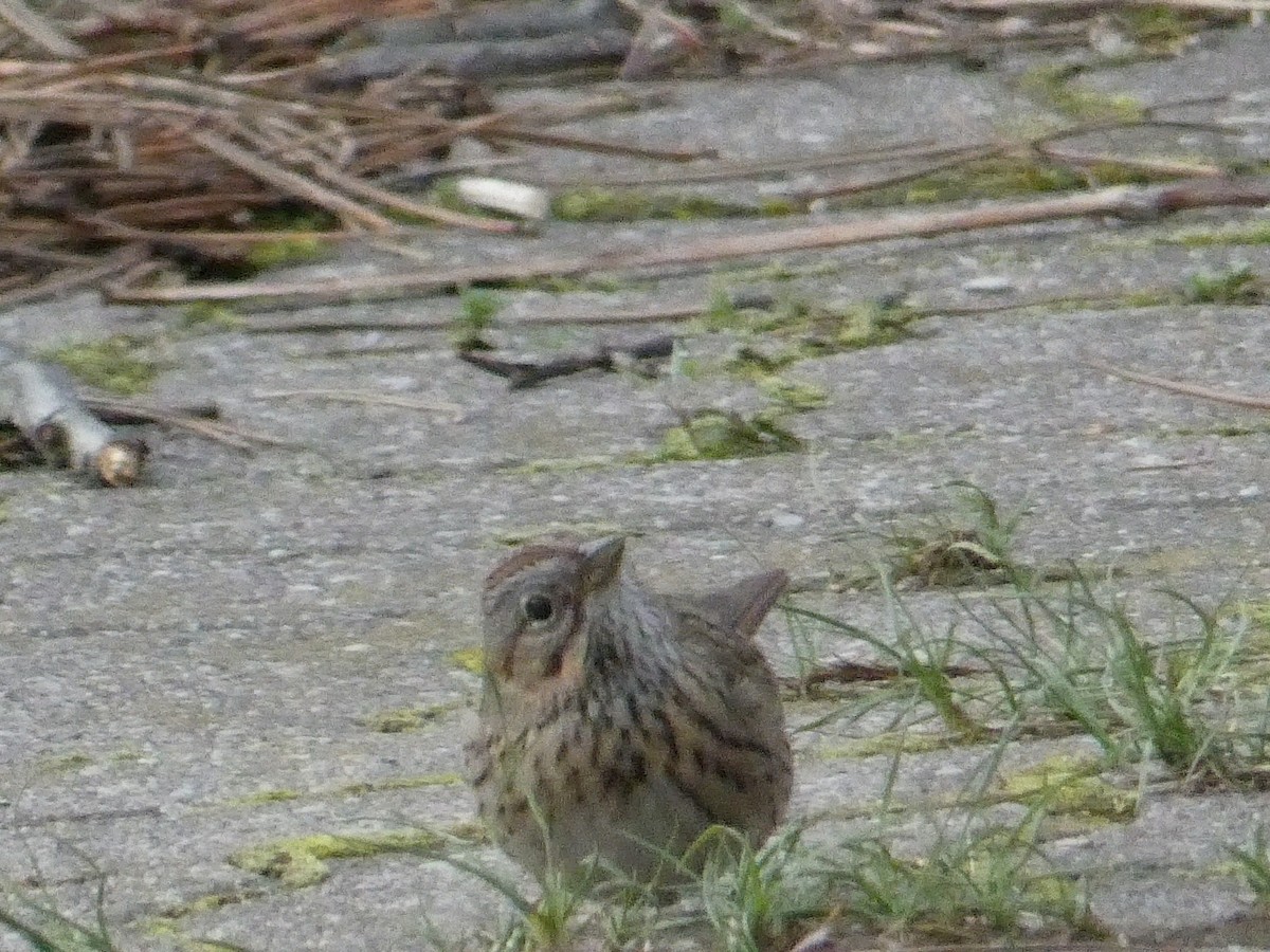 Lincoln's Sparrow - Roberto  Garrigues