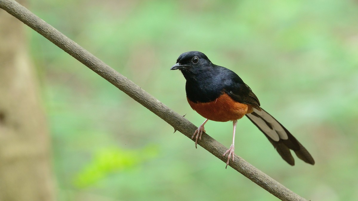White-rumped Shama - Sanjay Malik